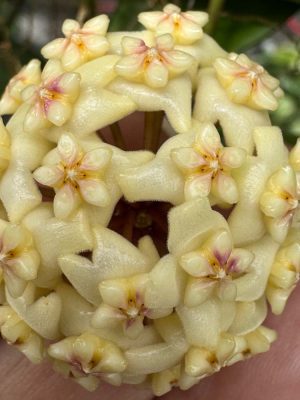 Hoya 'Linh' (MB1065) (2.5" pot) - Image 3