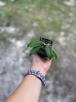 Hoya globulifera IML 1710 (former H. rubida) (2.5" pot) - Image 2