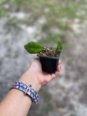 Hoya 'Larisa' EPC-965 (2.5" pot) - Image 2