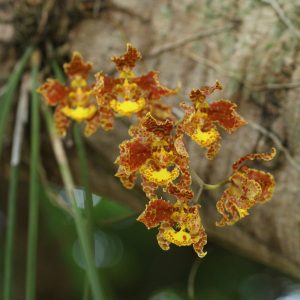 Trichocentrum stacyi - Oncidium stacyi 4" hanging basket