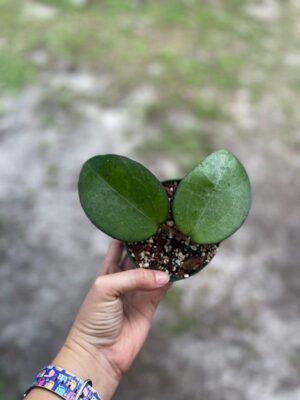 Hoya vitellina IML 0452 (4" pot) - Image 2