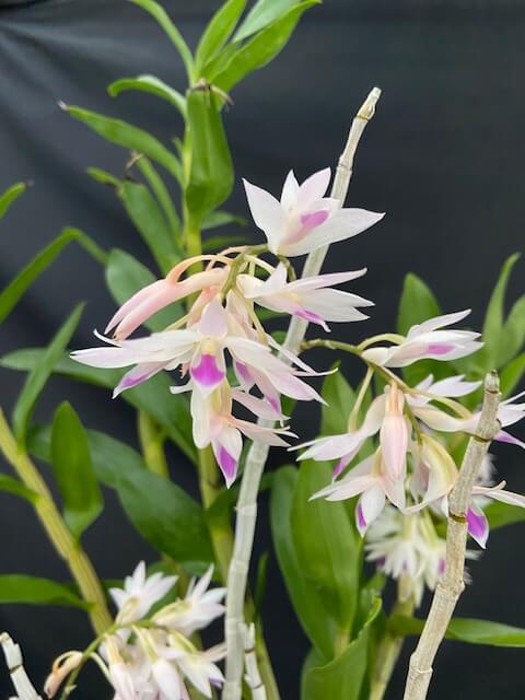 Dendrobium Amethystoglossum (3″ Pot) – Gardino Nursery