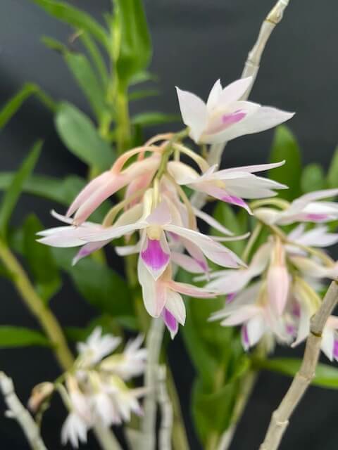 Dendrobium amethystoglossum (3″ pot) – Gardino Nursery