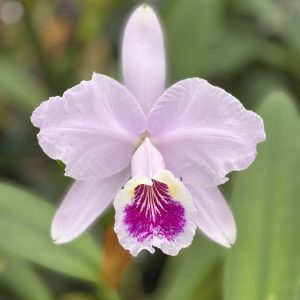 Cattleya lueddmanniana semi-alba 'Excellente x Eli Musica'
