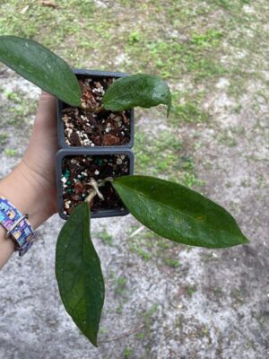 Hoya 'Tequila Sunrise' MB-1280-H (2.5" pot) - Image 2