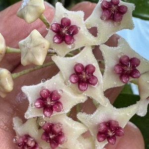 Hoya sp. Chiang Dao (splash) (3" pot)