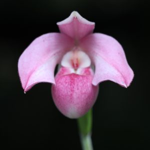 Phragmopedilum (Peruflora's Cirila Alca x fisheri)