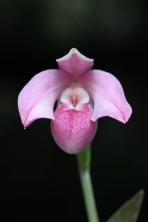 Phragmopedilum (Peruflora's Cirila Alca x fisheri)