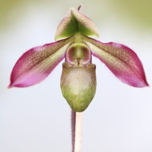 Paphiopedilum hookerae (4" pot)