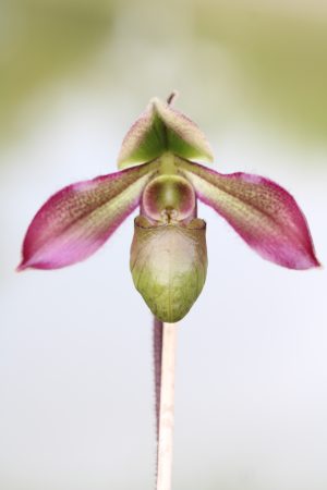 Paphiopedilum hookerae (4" pot)