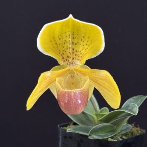Paphiopedilum 'QF Tiny Charm' (In-Charm x helenae) (3" pot)
