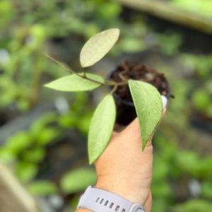 Hoya Snow Cui Silver (3" pot)