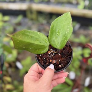 Hoya AH 'Black Magic' (3.5" pot)