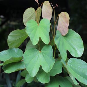 Bauhinia vahlii - Maloo Creeper/ Dinner Plate Bauhinia (Please, contact us for availability)