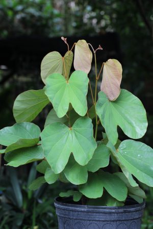 Bauhinia vahlii- Maloo Creeper/ Dinner Plate Bauhinia (Please, contact us for availability)