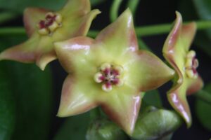 Hoya 'Ruthie' (2.5" pot) - Image 11