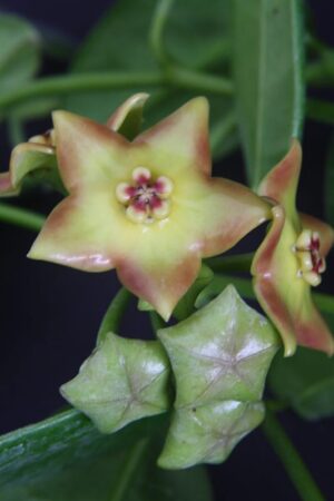 Hoya 'Ruthie' (2.5" pot) - Image 12