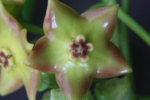 Hoya 'Ruthie' (2.5" pot) - Image 13
