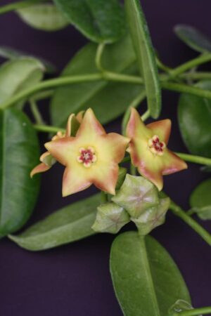 Hoya 'Ruthie' (2.5" pot) - Image 5
