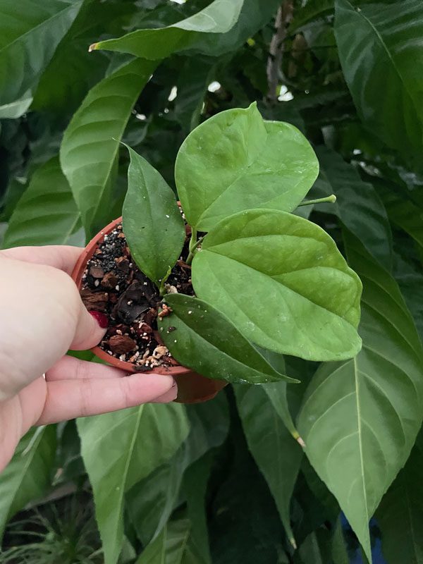 Hoya phyllura EPC-899 (4" pot) - Image 2