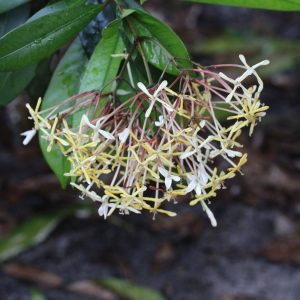 Ixora odorata (Please, contact us for availability)