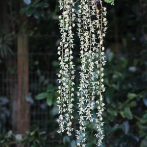 Coelogyne rochussenii (email us for availability)