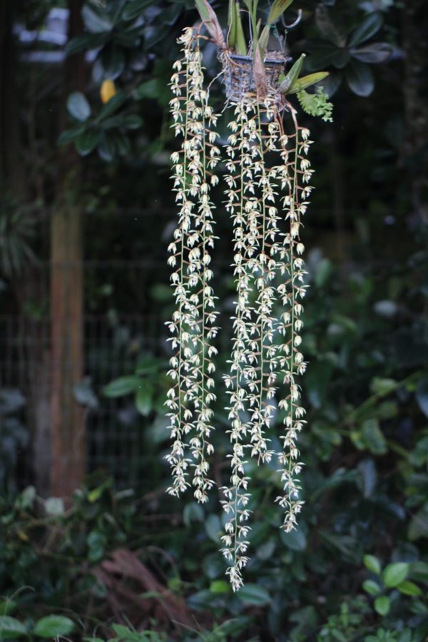 Coelogyne rochussenii (email us for availability)