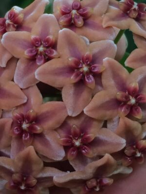 Hoya globulifera IML 1710 (former H. rubida) (4" pot)
