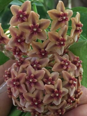 Hoya globulifera IML 1710 (former H. rubida) (4" pot) - Image 6