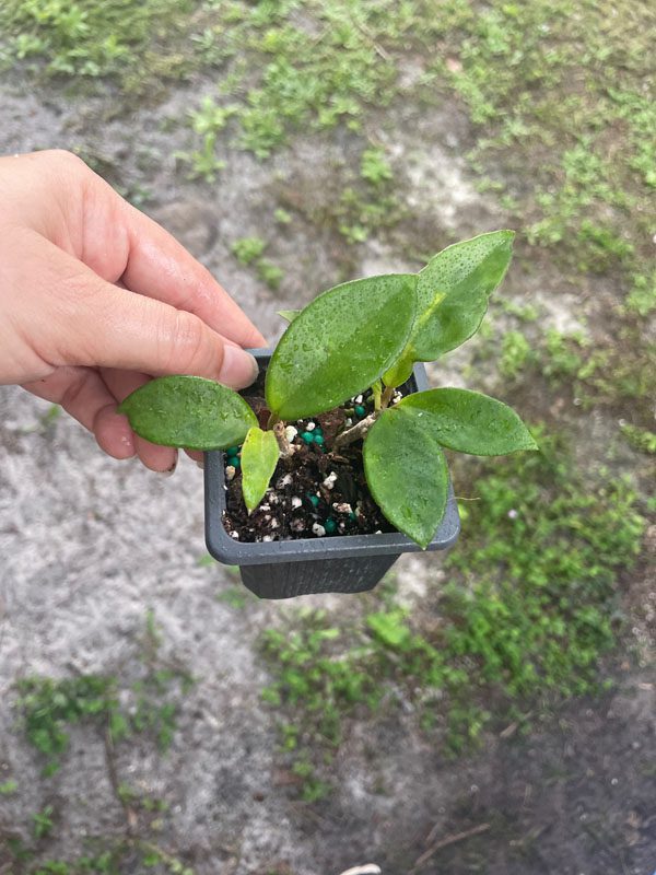 Hoya carnosa (clone with darker pink flowers) (2.5″ pot) – Gardino
