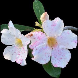 Adenium 'Mystique'- Please email for availability