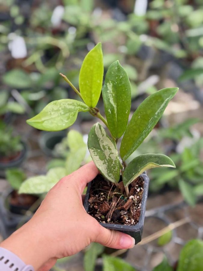 Hoya AH-074 (2.5" pot) - Image 7