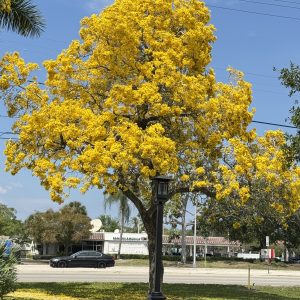 Tabebuia argentea / aurea /caraiba - Silver Trumpet Tree (4" pot)