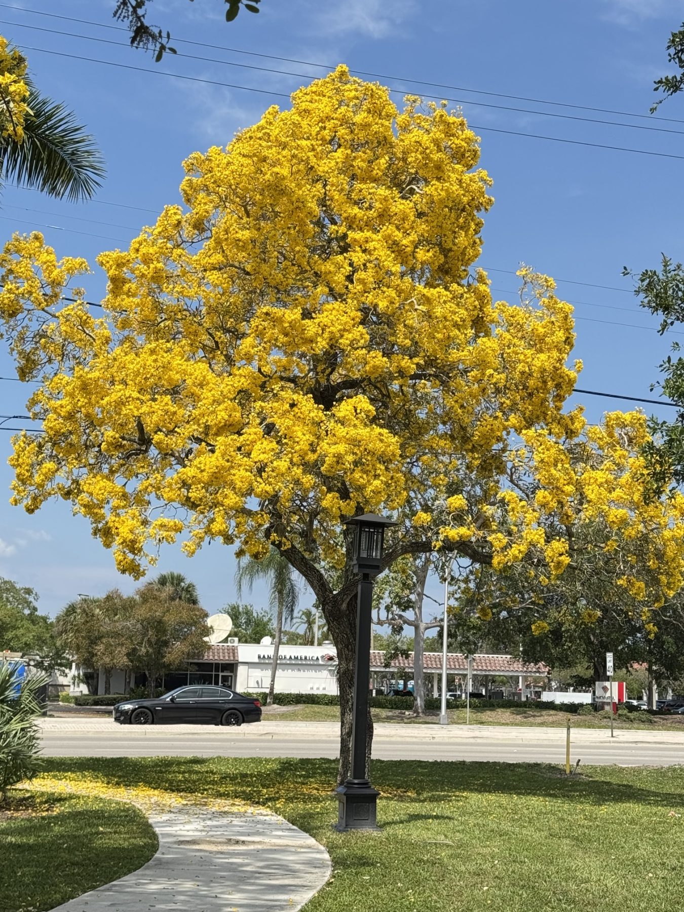 Tabebuia argentea / aurea /caraiba - Silver Trumpet Tree (4" pot)
