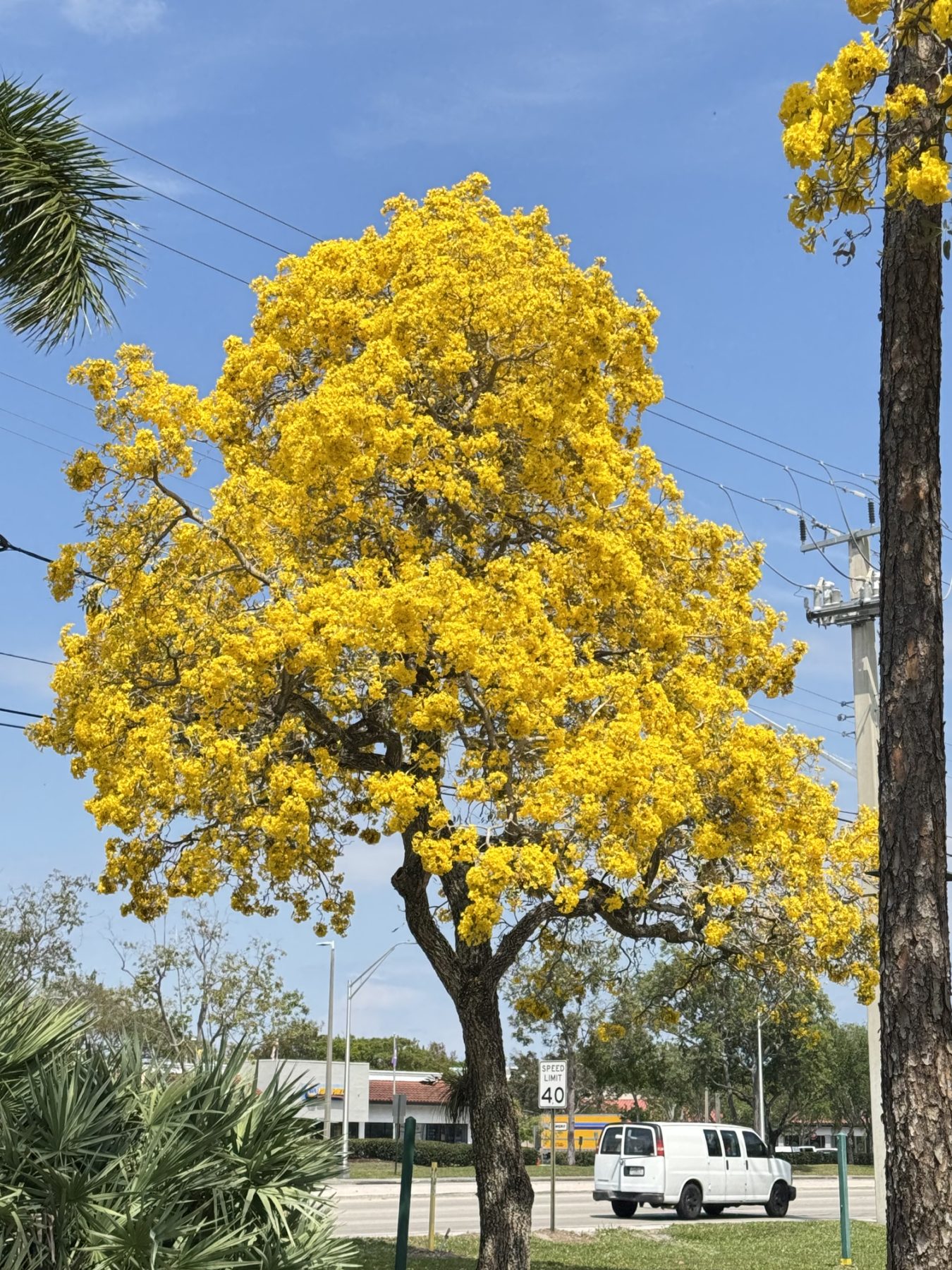Tabebuia argentea / aurea /caraiba - Silver Trumpet Tree (4" pot) - Image 2