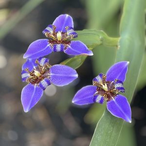 Neomarica caerulea ‘Regina’ - Giant Apostle's Iris (4" pot)