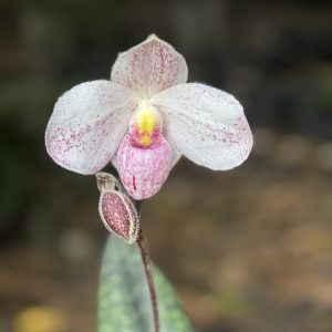 Paphiopedilum QF Akala Lelo- 2" pots