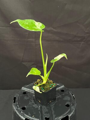 Monstera deliciosa 'Thai Constellation' (3" pot) - Image 2