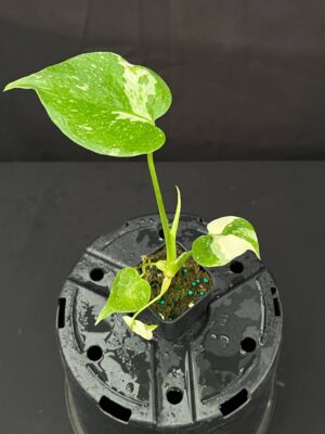 Monstera deliciosa 'Thai Constellation' (3" pot) - Image 6
