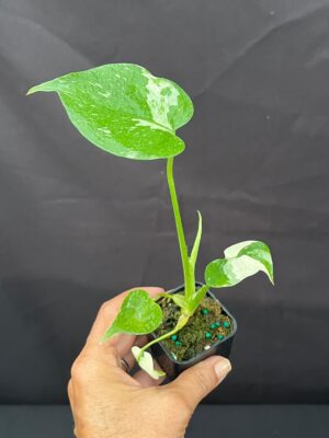 Monstera deliciosa 'Thai Constellation' (3" pot) - Image 5