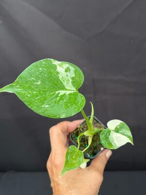 Monstera deliciosa 'Thai Constellation' (3" pot) - Image 3