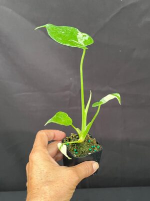 Monstera deliciosa 'Thai Constellation' (3" pot) - Image 4