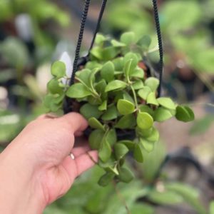 Hoya carmelae (4" hanging basket)