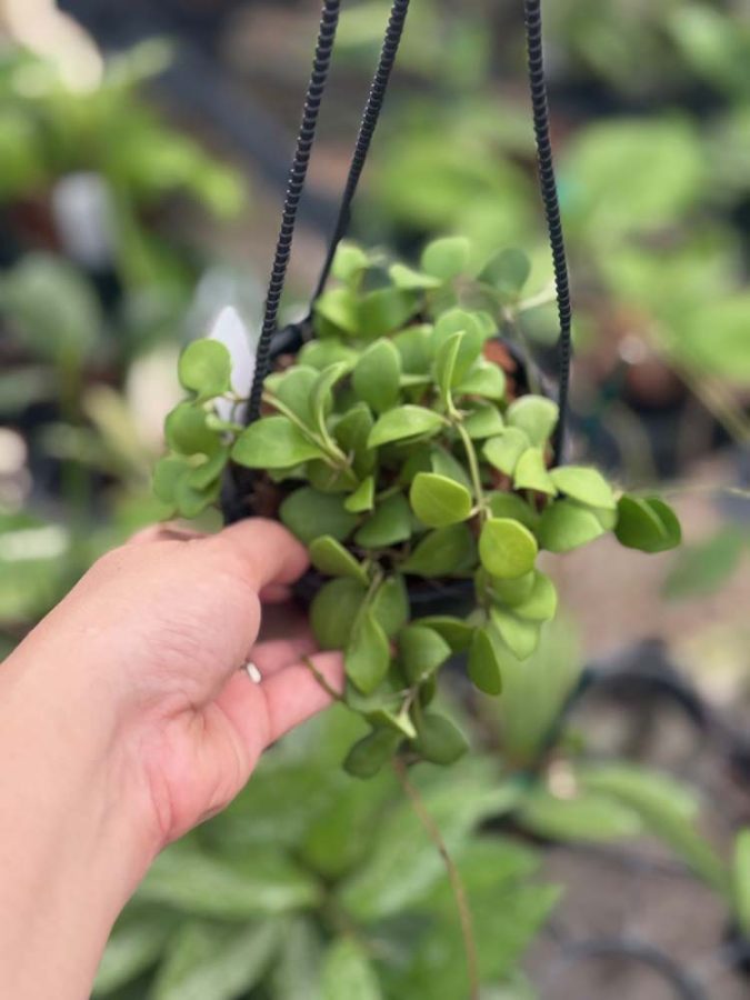 Hoya carmelae (4" hanging basket)