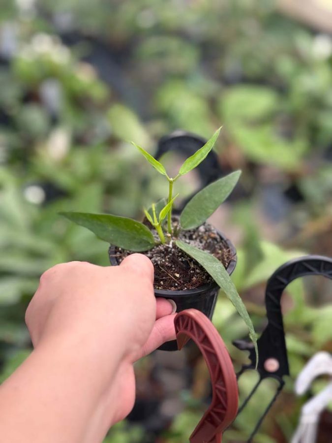 Hoya burmanica (3" pot) - Image 2