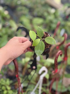 Hoya 'Little Gem' GN-06 (3" pot) - Image 2