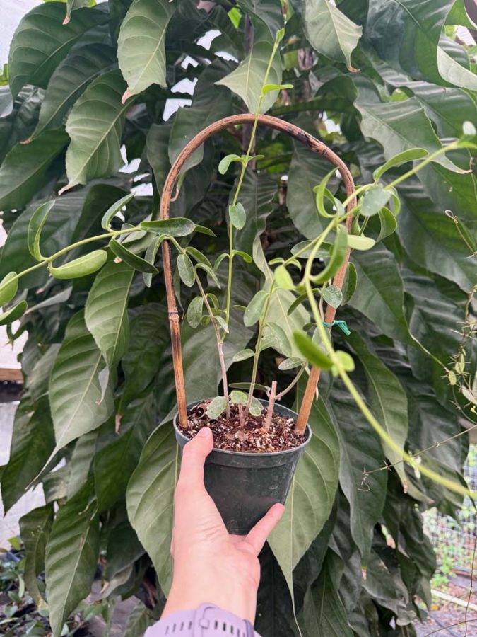 Hoya golamcoana (5″ pot) (order addon) (1 addon per person/address