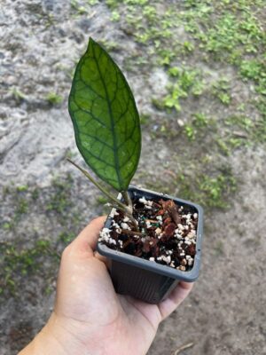Hoya 'Larisa' EPC-965 (2.5" pot) - Image 3