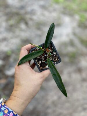 Hoya 'Minibelle' EPC-931 (2.5" pot) (blemishes) - Image 3