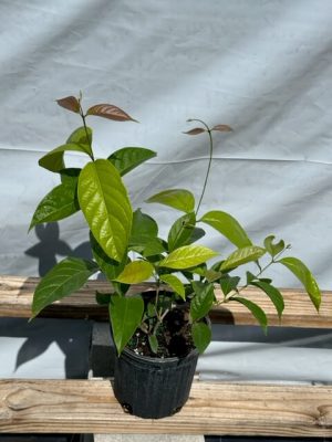 Combretum aubletii - Monkey Brush Vine (6" pot) - Image 3